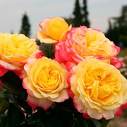 Роза Кордес Юбилей - фото 47884