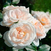 Роза Лионс Роуз - фото 47886