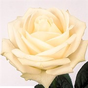 Роза Новозембла - фото 47887