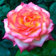 Роза Ориент Экспресс - фото 47888