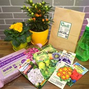 Набор семян Комнатное цветоводство - фото 48177