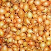 Лук севок Центурион 1кг - фото 48201