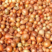 Лук севок Штутгартер Ризен 1кг - фото 48202