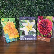 Набор луковичных растений Георгина Дженниферс Веддинг, Лилия  Будлайт, Канна Пикассо - фото 48454