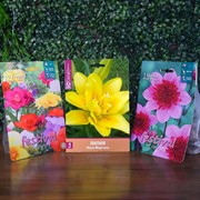 Набор луковичных растений Фрезия махровая, Георгина Блу Байо, Лилия Фата Моргана - фото 48455