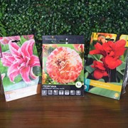 Набор луковичных растений Канна Ред Даззлер, Георгина Холлихилл Калико, Лилия Роузлили Талита - фото 48456