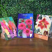 Набор луковичных растений Лилия Зиба, Гладиолус крупноцветковый, Георгина Геллери Арт Нуво - фото 48457