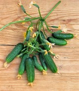 Семена Огурец Верность F1 холодостойкий пучкового типа 5+2 шт в пакете - фото 48892