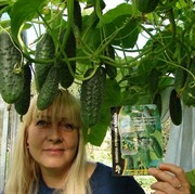 Семена Огурец Всем на зависть F1 самоопыляемый суперпучкового типа 5 шт в пакете - фото 48894