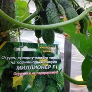 Семена Огурец Миллионер F1 суперпучковый на корнишоны 5+2 шт в пакете - фото 48896 Семена Огурец Миллионер F1 суперпучковый на корнишоны 5+2 шт в пакете - фото 48896
