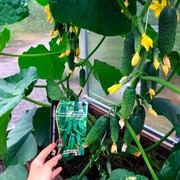 Семена Огурец Мэлс F1 скороспелый гибрид для теплиц и парников 36 дней до урожая 5 шт в пакете - фото 48913 Семена Огурец Мэлс F1 скороспелый гибрид для теплиц и парников 36 дней до урожая 5 шт в пакете - фото 48913