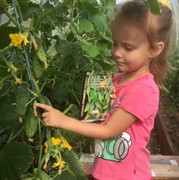 Семена Огурец Санькина любовь F1 без горечи и пустот для консервирования - фото 48914 Семена Огурец Санькина любовь F1 без горечи и пустот для консервирования - фото 48914