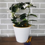 Горшок Конус 3,7л белый с вкладкой - фото 49127