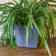 Горшок Квадро 6,6л антрацит с вкладкой - фото 49146