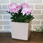 Горшок Квадро 6,6л фраппе с вкладкой - фото 49154