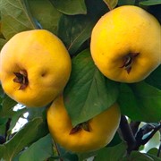 Айва Враниска Дания - фото 49172