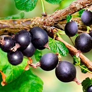 Йошта - фото 49173