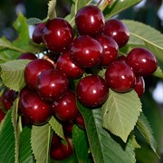 Черешня Ипуть - фото 49336