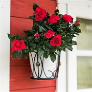 Кронштейн садовый для 1 горшка 19см настенный металл 51-276 - фото 52571