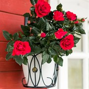 Кронштейн садовый для 1 горшка 19см настенный металл 51-276 - фото 52572