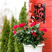 Кронштейн на стену Колибри для подвесного кашпо длина 27см металл 201-011B - фото 52617 Кронштейн на стену Колибри для подвесного кашпо длина 27см металл 201-011B - фото 52617