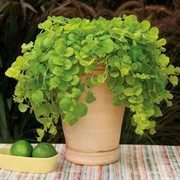 Вербейник 9 - фото 52827