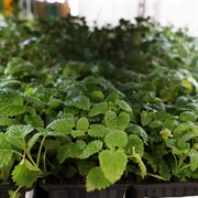 Мелисса 9 - фото 52830