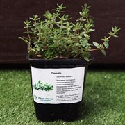 Тимьян 9 - фото 52835