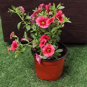 Калибрахоа 12 - фото 52844