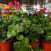 Пеларгония Плющелистная 12 - фото 52847