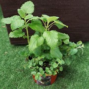 Чайная коллекция Релакс - фото 52854