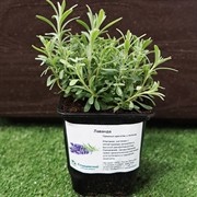 Лаванда 9 - фото 52888