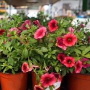 Калибрахоа 12 - фото 52896