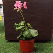 Пеларгония Плющелистная 12 - фото 52898