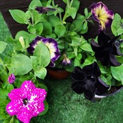 Петуния гибридная ампельная смесь 12 - фото 52899