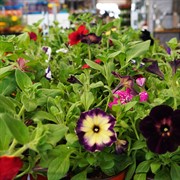 Петуния гибридная ампельная смесь 12 - фото 52900