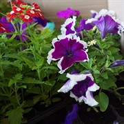 Петуния махровая смесь 12 - фото 52901