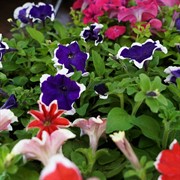Петуния махровая смесь 12 - фото 52902