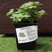 Душица 9 - фото 52903