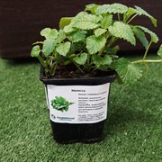 Мелисса 9 - фото 52904