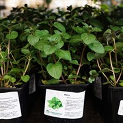 Мята 9 - фото 52907