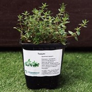 Тимьян 9 - фото 52908