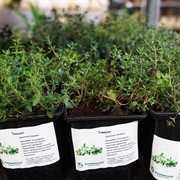 Тимьян 9 - фото 52909