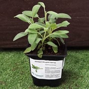 Шалфей 9 - фото 52910