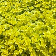 Вербейник 9 - фото 52913