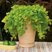 Вербейник 9 - фото 52914