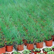 Овсяница 9 - фото 52915