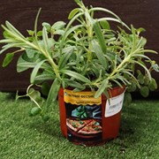 Пряный микс Пицца - фото 52916