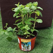 Чайная коллекция Мохито - фото 52917