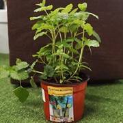 Чайная коллекция Мохито - фото 52918